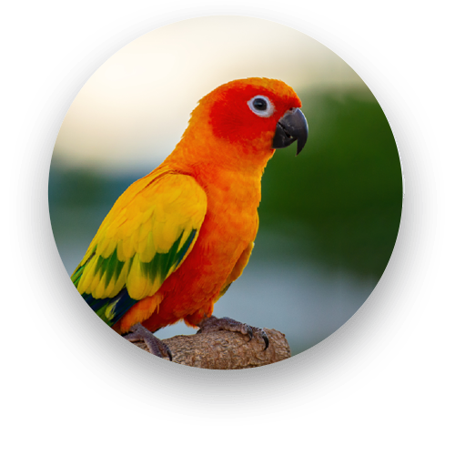 Exotic pet such as a reptile or bird receiving specialized veterinary care in Saylorsburg PA

