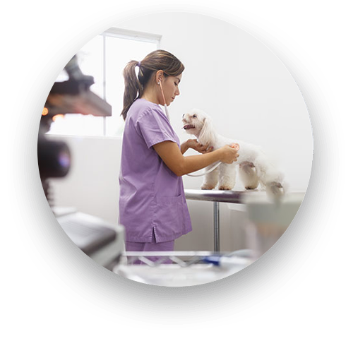 Veterinary surgeon preparing for a pet surgery procedure at Creature Comforts Vet Saylorsburg PA
