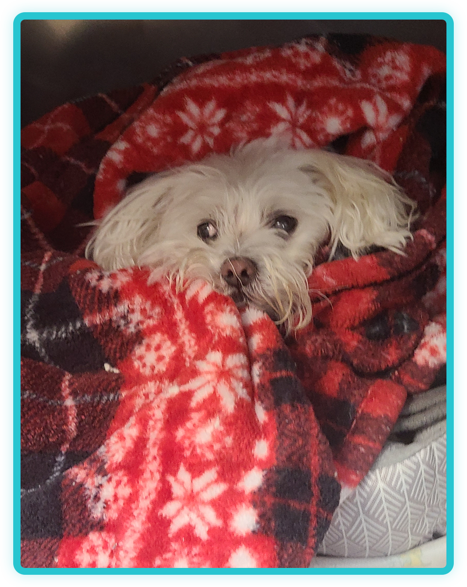 Happy adopted dog or cat with caring owner, supported by Creature Comforts Veterinary Service

