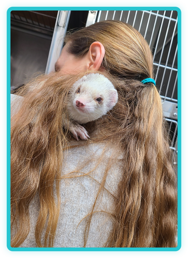 Adopted pet with new owner supported by Creature Comforts Veterinary Service adoption services
