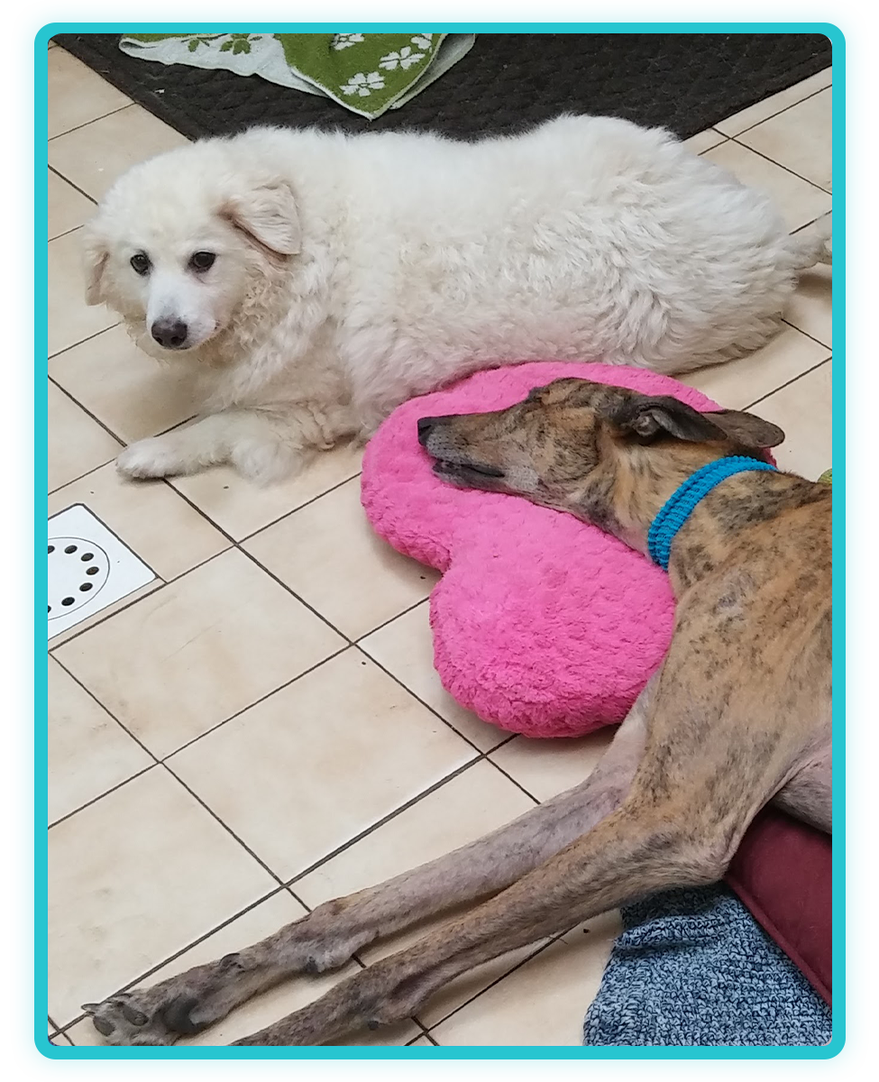 In-house veterinary diagnostics and lab testing for pets in Saylorsburg, PA
