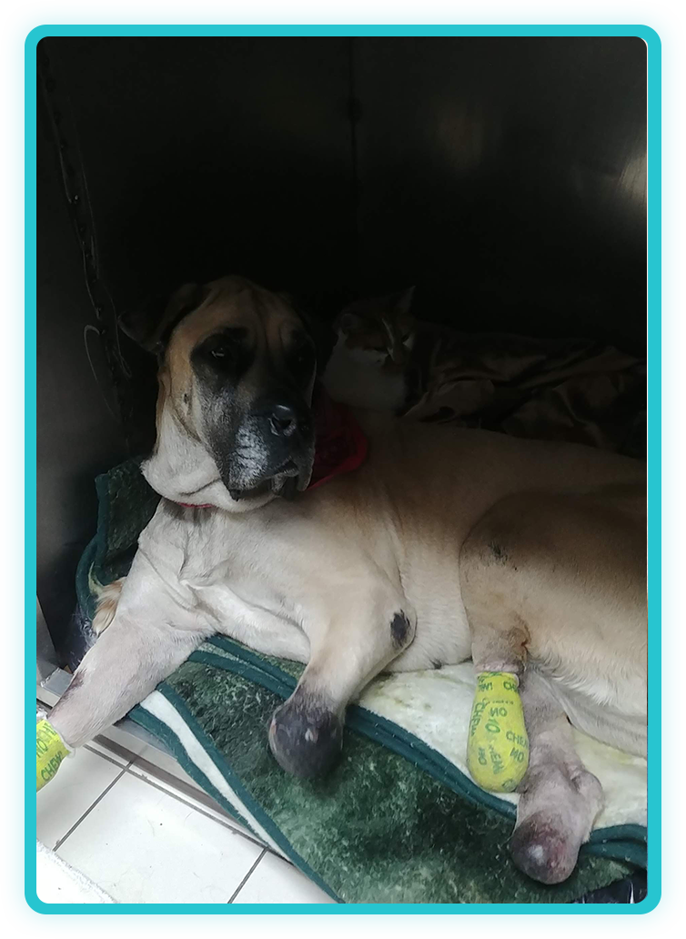 Veterinary diagnostic equipment and testing services at Creature Comforts Veterinary Service
