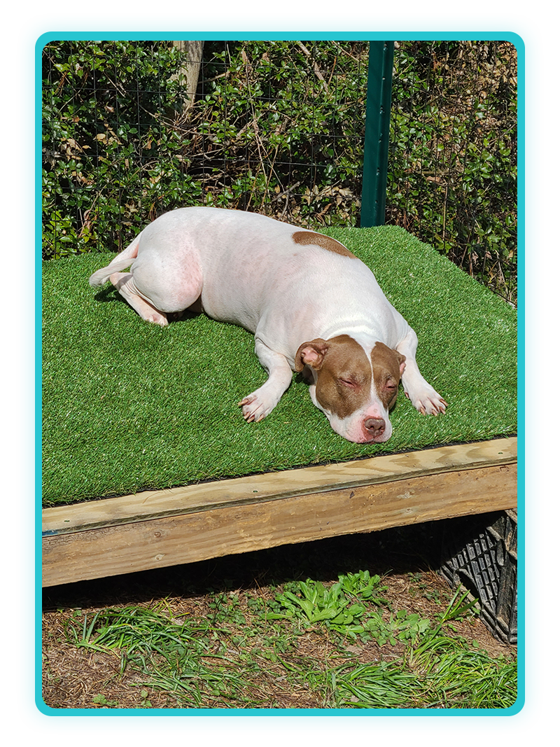 Right-side image from Creature Comforts Veterinary Service practice history, Saylorsburg PA
