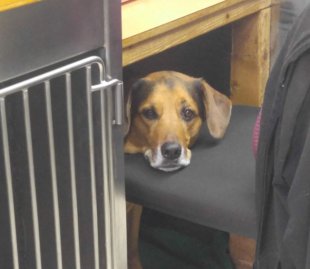 Veterinary team member providing general pet care at Creature Comforts Veterinary Service
