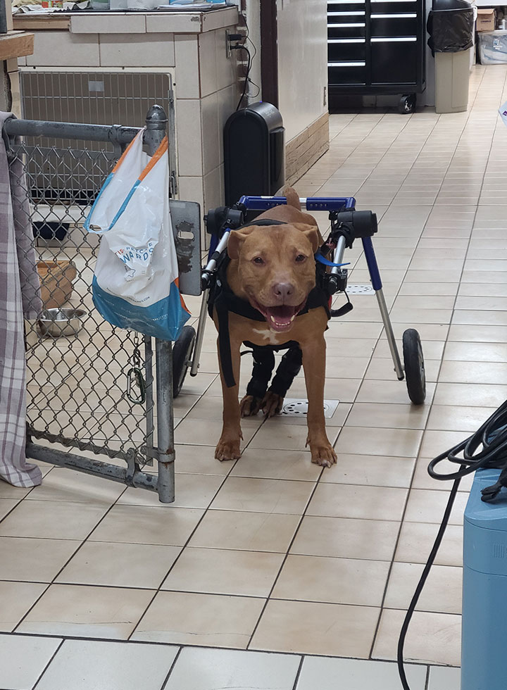 Pet receiving general veterinary care at Creature Comforts Veterinary Service in Saylorsburg PA
