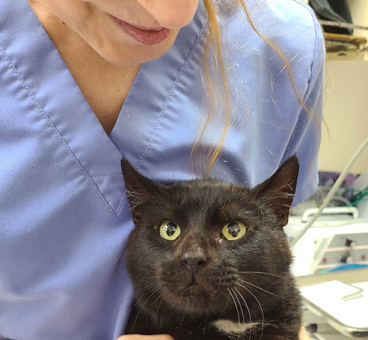 Veterinarian administering vaccinations to a pet at Creature Comforts Veterinary Service
