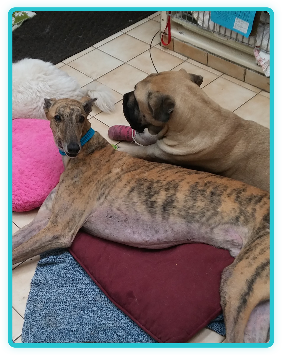 Veterinary wellness exam supporting long-term pet health at Creature Comforts Vet
