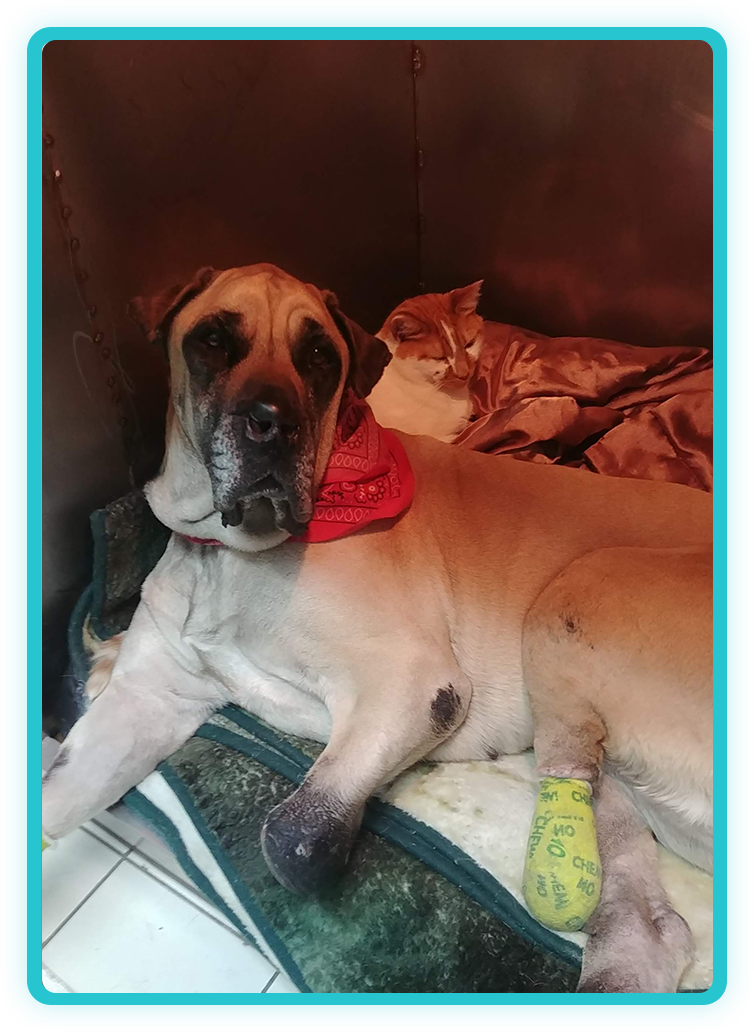 Wellness and preventative pet care services at Creature Comforts Veterinary Service
