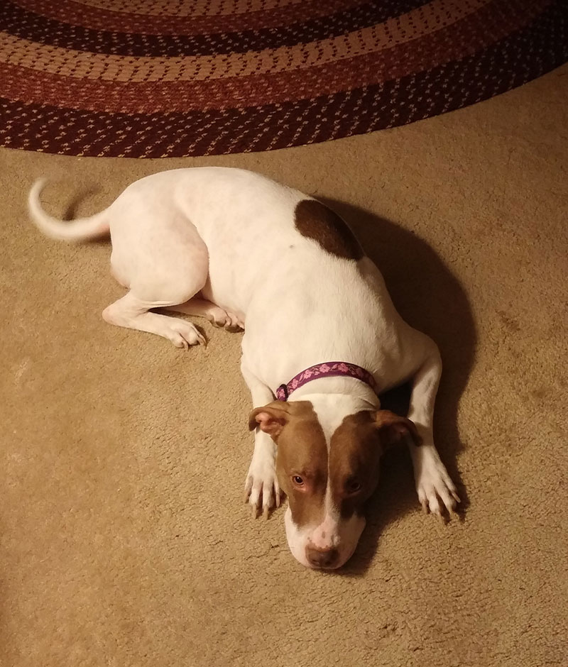 Alternative veterinary medicine therapy session for a pet in Saylorsburg, PA

