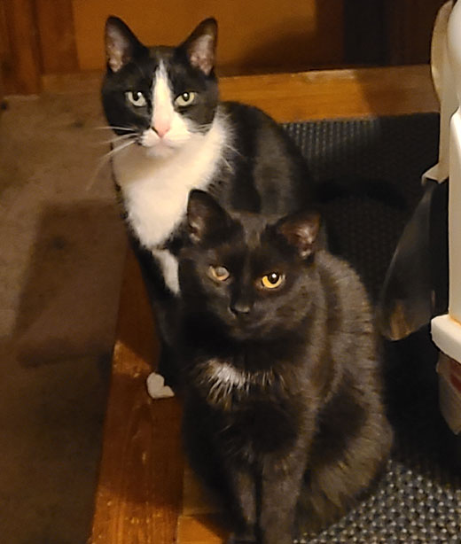 Pet receiving alternative medicine care at Creature Comforts Veterinary Service
