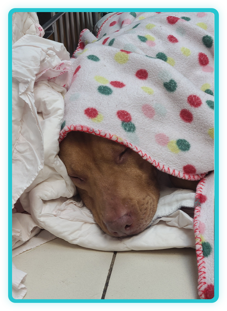Veterinary alternative medicine treatment being administered to a pet at Creature Comforts Vet
