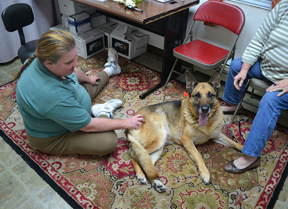Interior clinic space at Creature Comforts Veterinary Service, Saylorsburg PA veterinary facility
