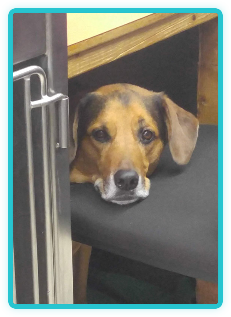 Veterinarian assessing a pet during an emergency visit at Creature Comforts Veterinary Service
