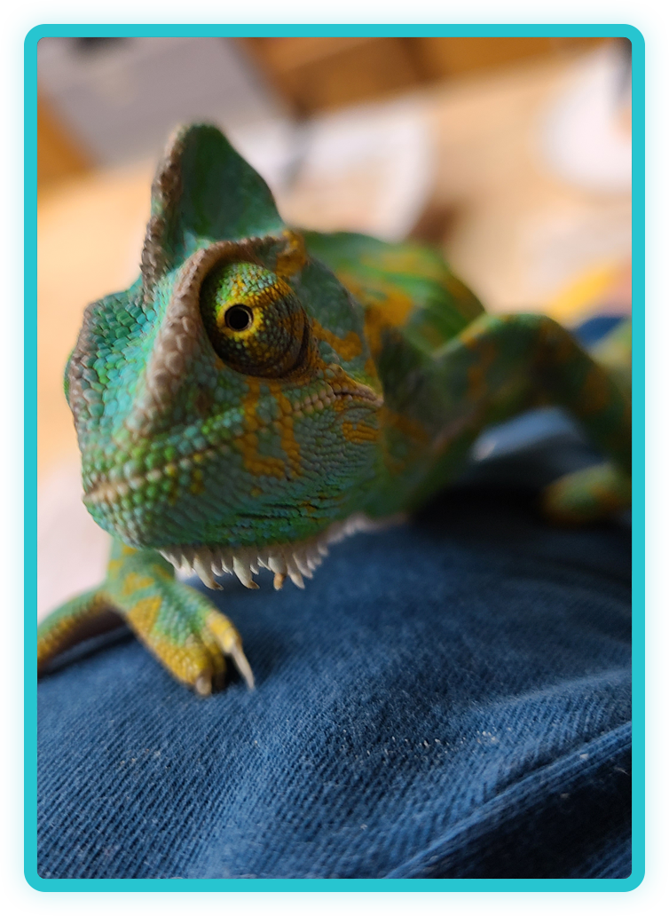 Exotic pet receiving specialized veterinary care at Creature Comforts Veterinary Service, Saylorsburg PA
