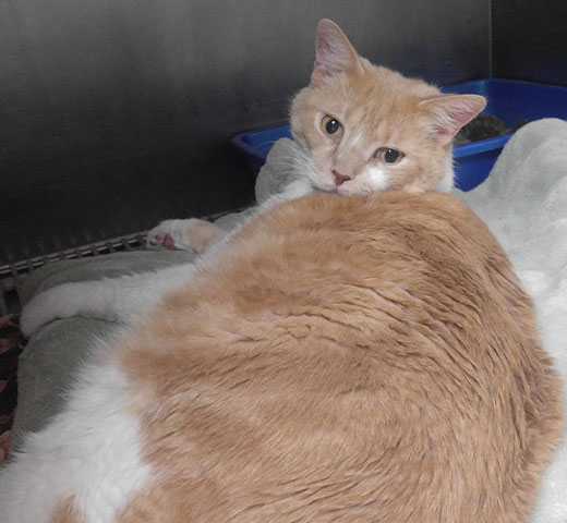 Integrative veterinary medicine consultation for a pet at Creature Comforts Veterinary Service, PA
