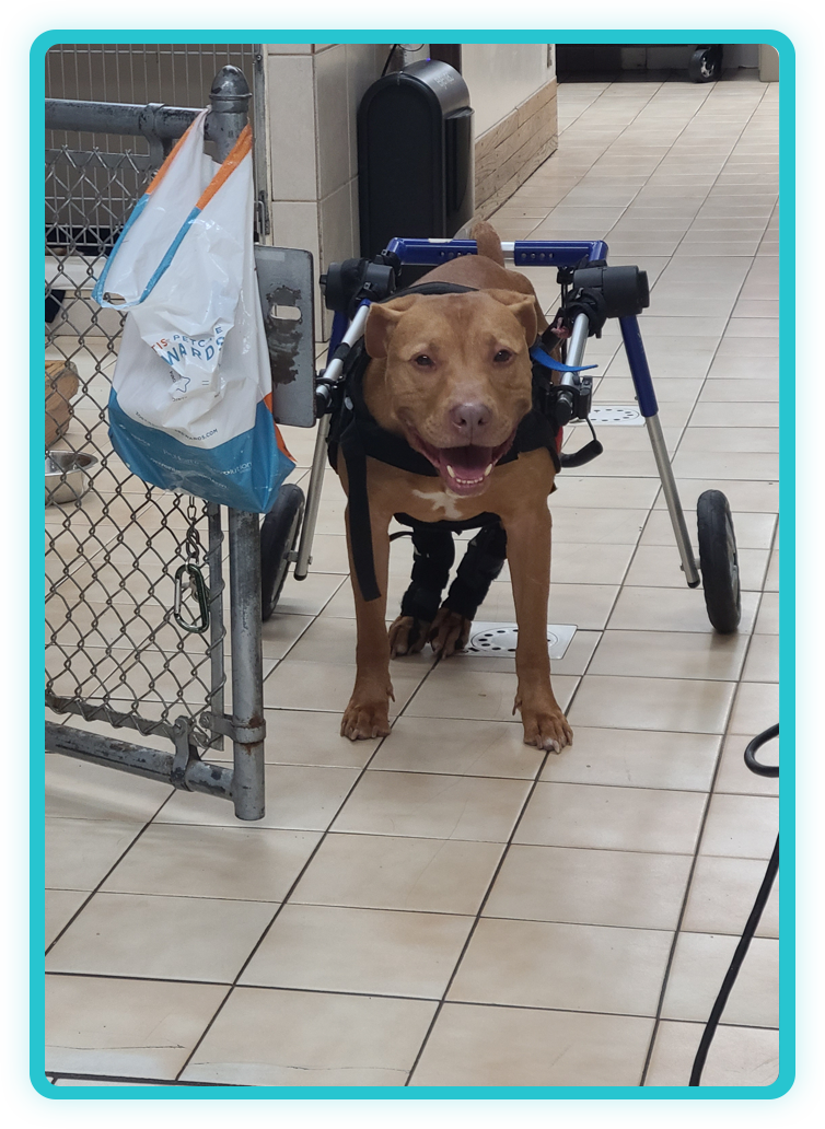 Veterinary team member assisting with a surgical procedure for a pet patient
