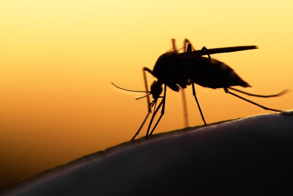 Mosquito on human skin at sunset, highlighting heartworm and parasite prevention for pets