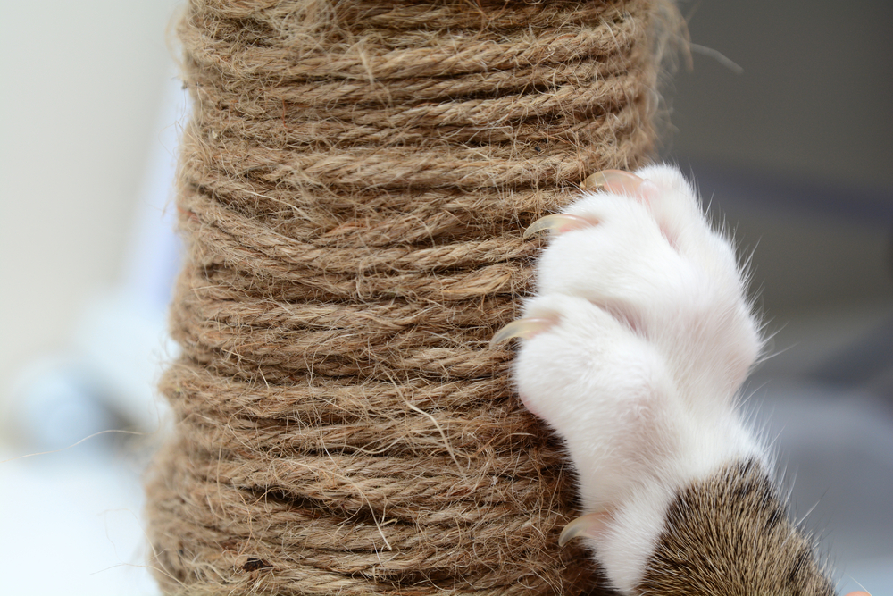 Cat scratching and extending claws on a sisal scratching post during playtime at home