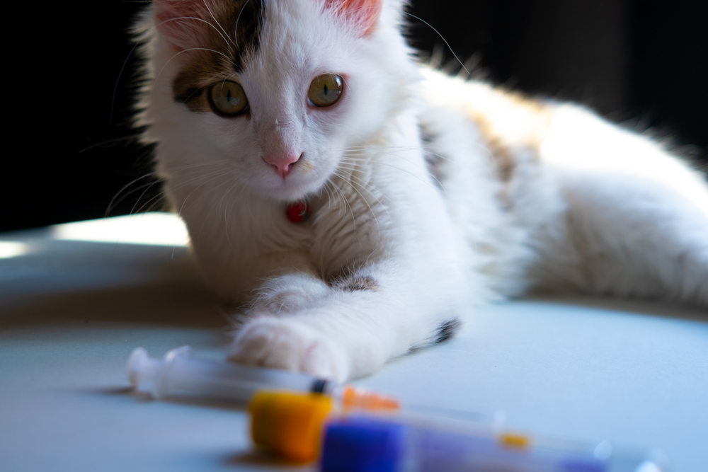 Cat receiving a vaccine injection at a veterinary clinic during wellness treatment