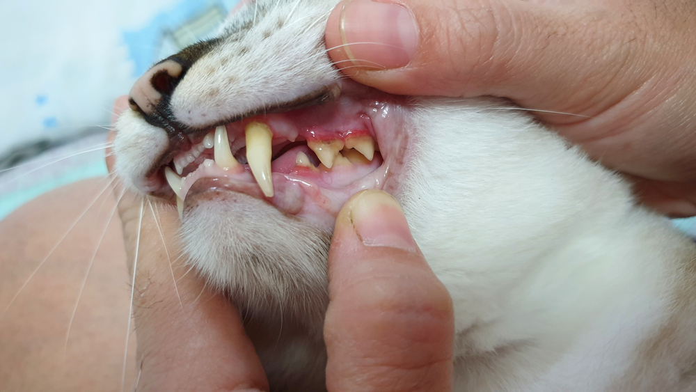 Close-up of an adult dog's teeth as owner opens mouth for dental check