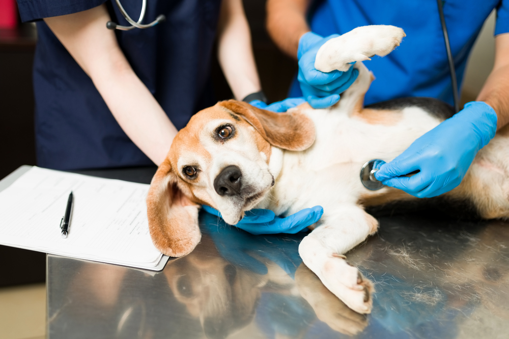 Cute Beagle dog lying on a veterinary exam table during a routine checkup