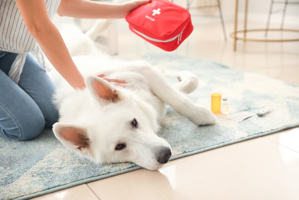 Woman holding a first aid kit beside her white dog, representing pet emergency preparedness