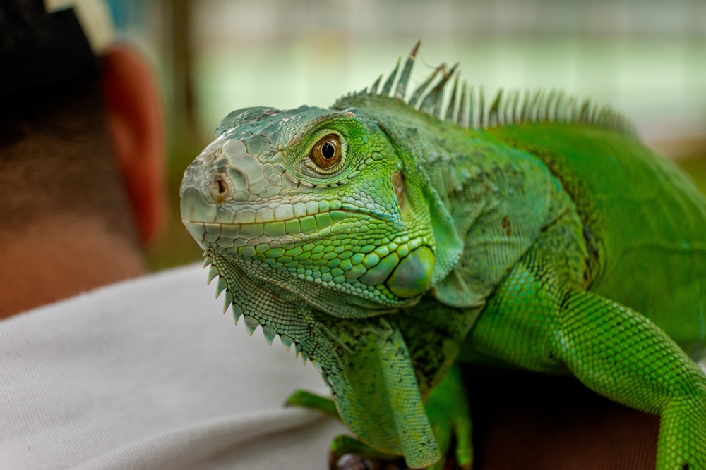 Close-up of a green iguana perched on a man's shoulder, representing exotic pet veterinary care