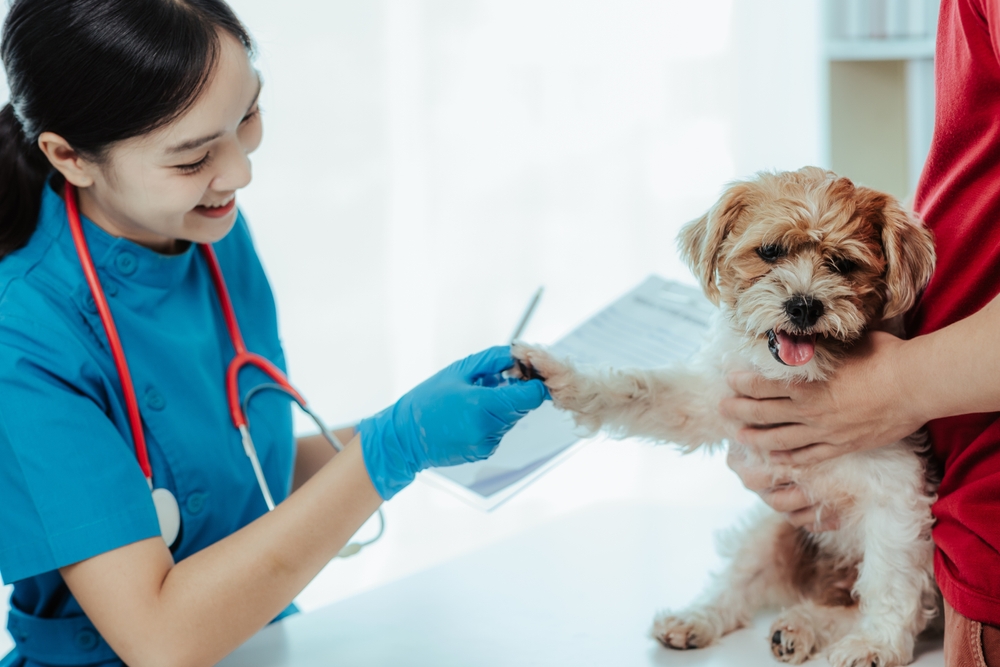 Female veterinarian examining a dog's health in a modern veterinary clinic