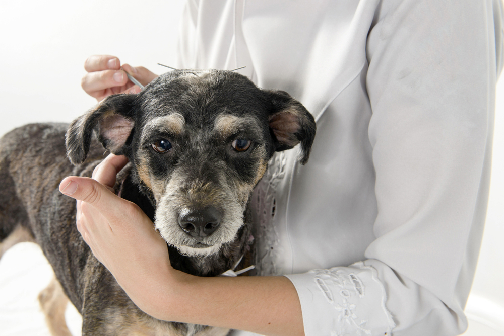 Dog receiving veterinary acupuncture treatment with needles along its back