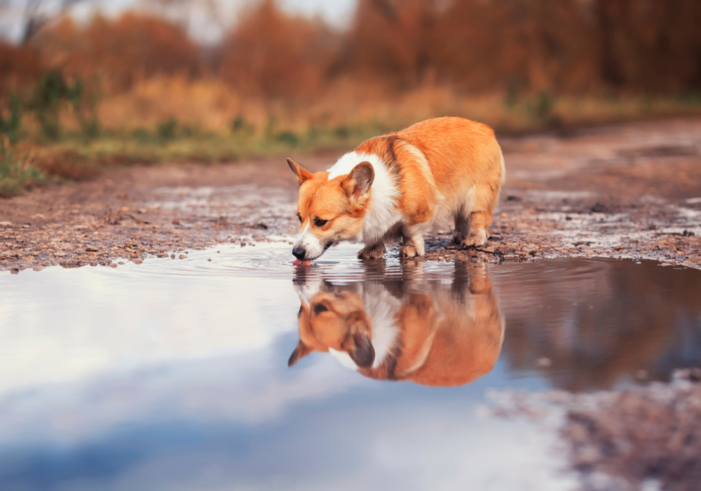 Cute Corgi puppy standing in a puddle outdoors on a rainy day