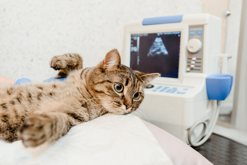 Cat lying on an exam table during an ultrasound examination at a modern veterinary clinic