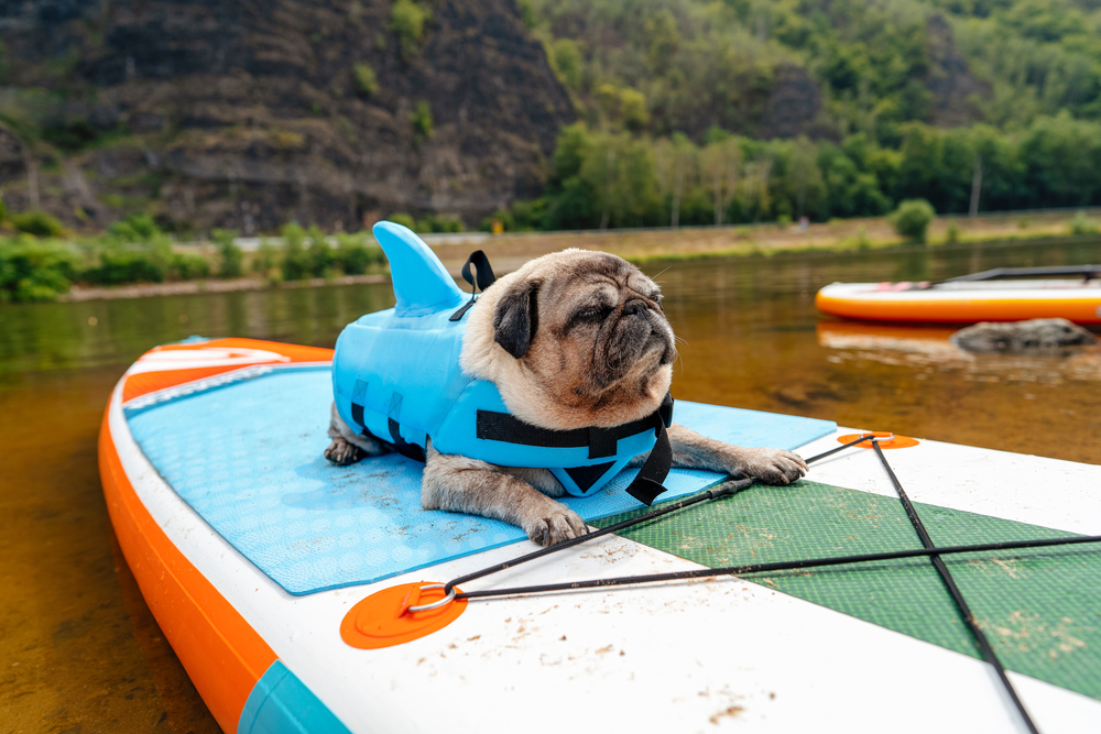 Small beige Pug dog sitting on a paddleboard on a river, enjoying summer outdoor fun