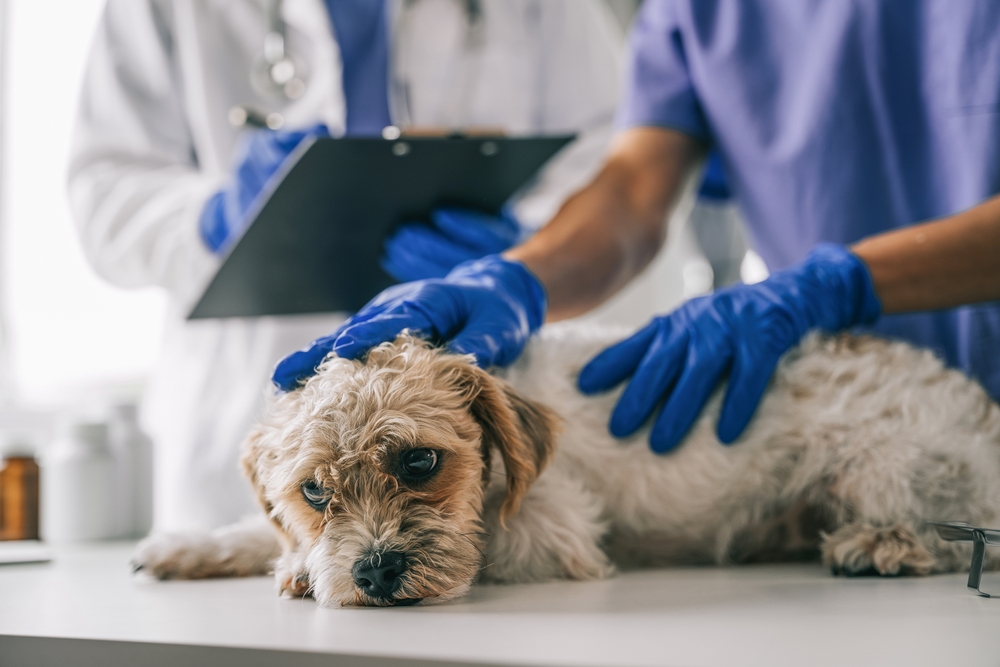Veterinarian and assistant reviewing medical history for a sick puppy at the clinic