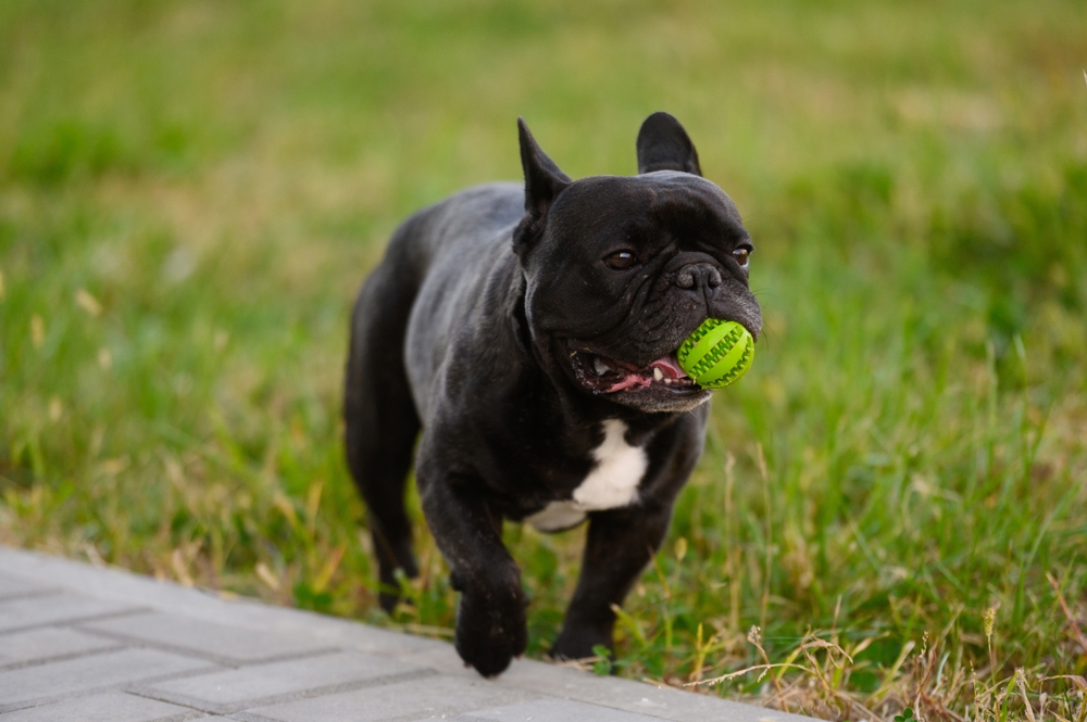 Playful French Bulldog running through grass with a ball, enjoying outdoor exercise