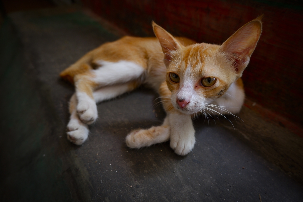 Thin abandoned orange cat in a traditional market needing veterinary care