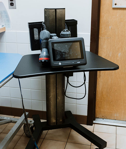 Veterinary team member conducting diagnostic testing on a pet patient
