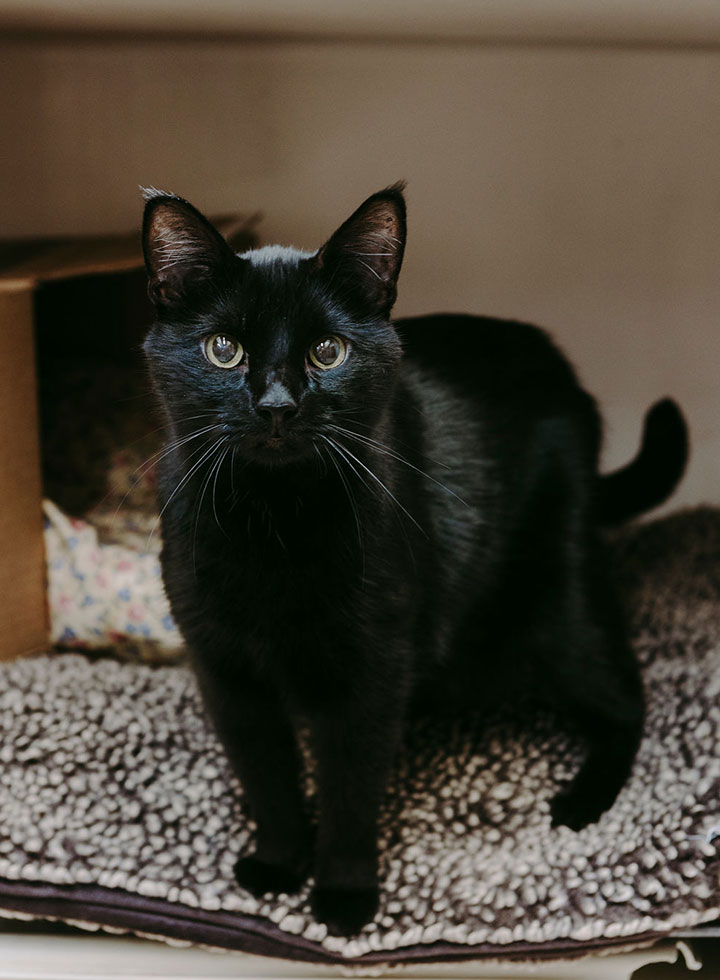 Happy pet and owner experiencing compassionate veterinary care at Creature Comforts Vet
