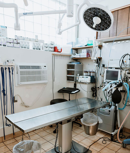 Veterinary staff or facility area highlighted in the Creature Comforts clinic tour
