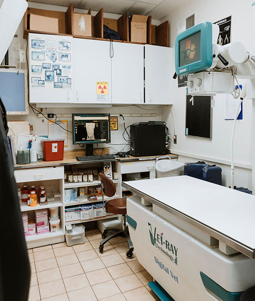 Veterinarian providing emergency care to a pet at Creature Comforts Vet in Saylorsburg, PA
