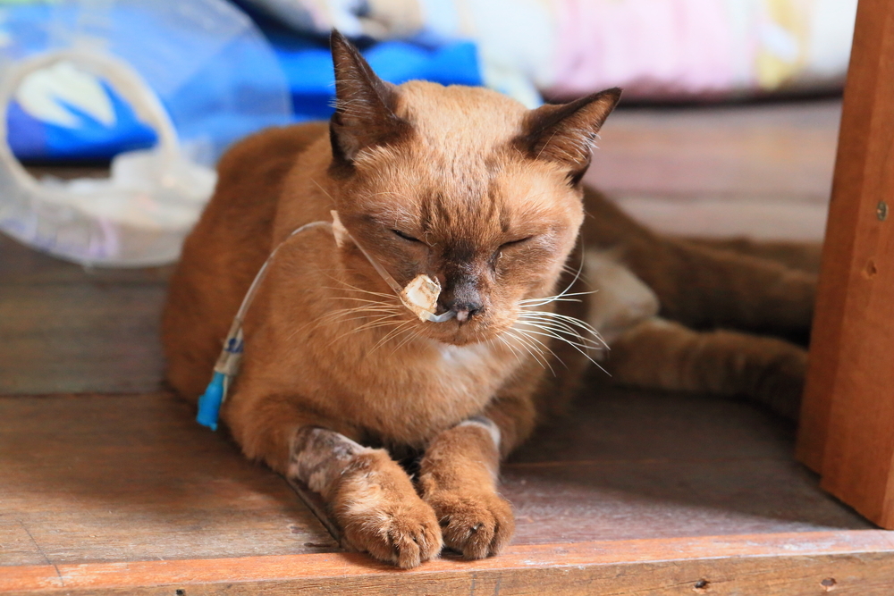 Sick cat lying down with a nasal feeding tube and IV line attached.