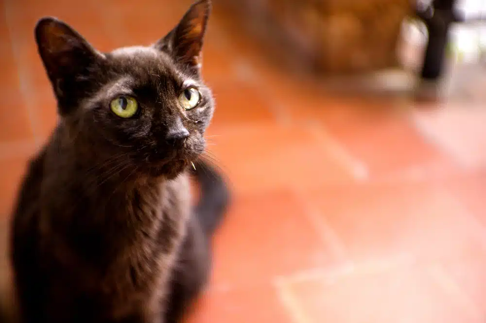 Black cat sitting indoors with watery eyes