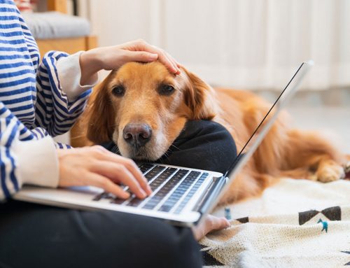 How Much Does Emergency Vet Care Cost? What Drives the Bill and How to Prepare