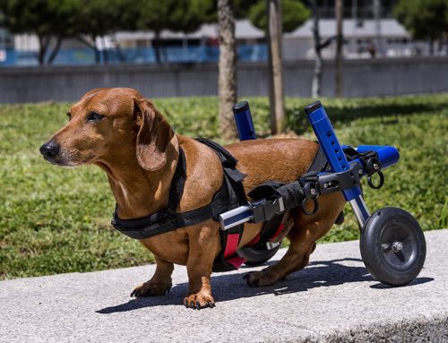 Harnesses, Carts, and Traction Aids: Helping Pets Stay Mobile