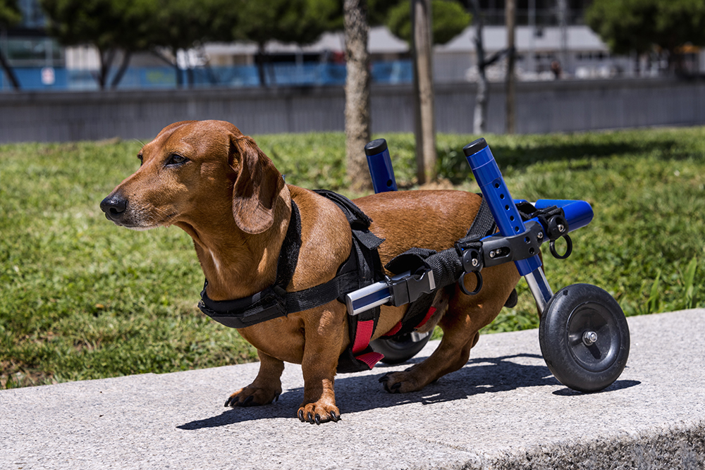 Disabled dog in wheelchair cart receiving mobility assistance from veterinary care