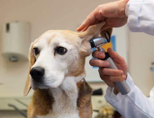 What Are the Most Common Ear Care Mistakes