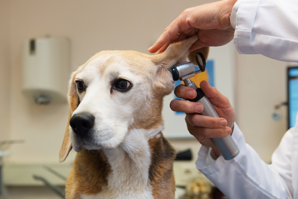 Veterinarian using an otoscope to examine a beagle dog’s ear in a clinic.