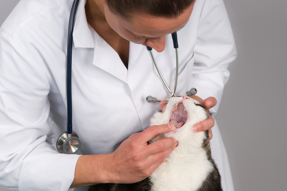 Veterinarian performing a dental and oral health examination on a cat to check teeth, gums, and overall mouth health.