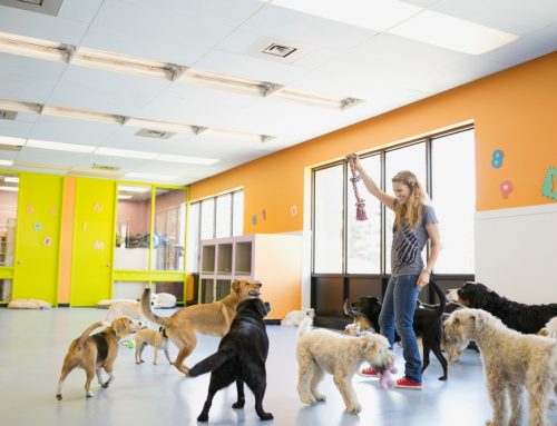 Dog Daycare Safety: What Every Veterinarian Wants You to Know Before You Go
