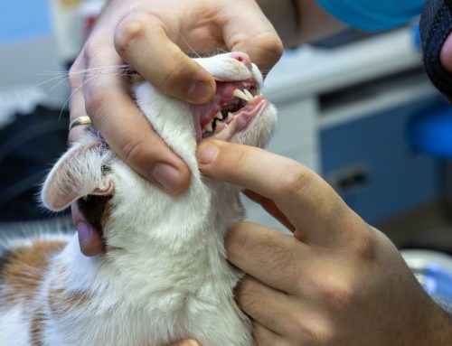 Feline Stomatitis: Advanced Treatment Options and What Prognosis Looks Like