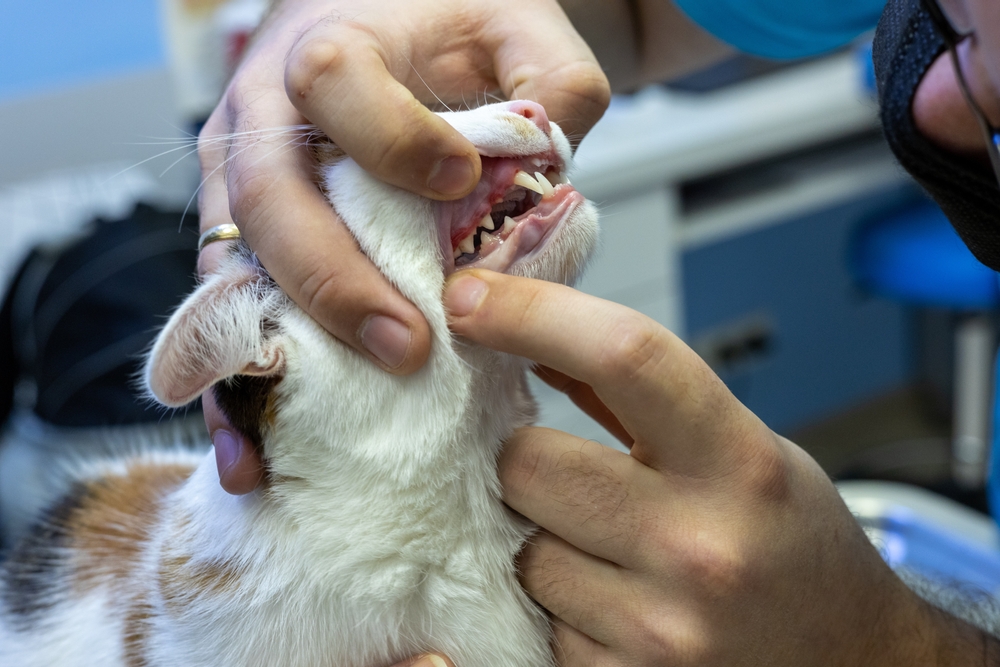 Veterinarian examining a pet with swollen gums during a dental health checkup to assess oral inflammation and discomfort.